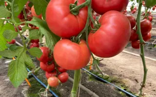 Zuhrasa / Зухраза