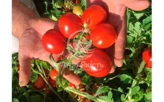 INCIPIT / ИНСІПІТ