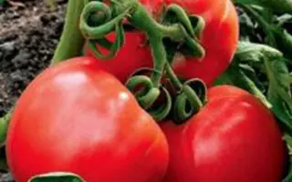 Igranda / Ігранда