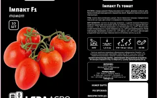 Impact / Імпакт