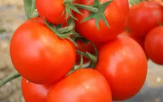 Interland / Інтерленд