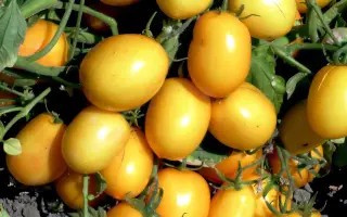 YELORITA / ЙЕЛОРІТА