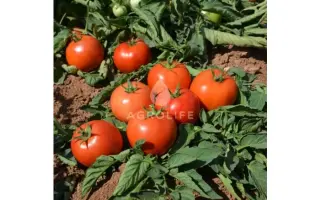 Jollanar / Йолнар