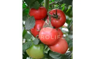 Kanna 218 / Канна 218