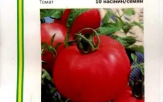 Kasamori F1 / Касаморі F1