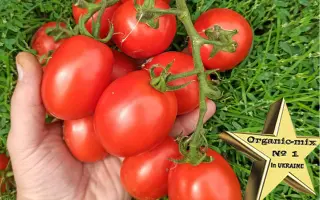 Quickfire / Квікфаєр