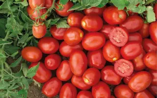 Kendras / Кендрас