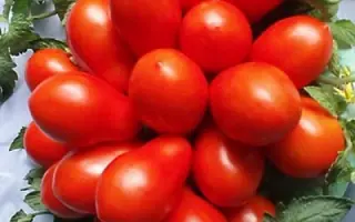 Кіммерієць