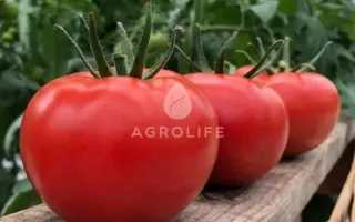 KLADRES / КЛАДРІЗ