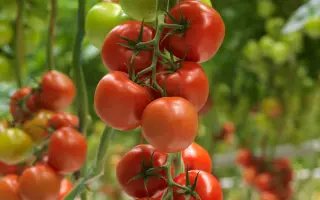 CLIMONO / КЛІМОНО