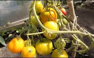 CLOBOGO / КЛОБОГО