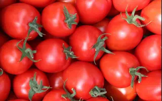 Colibri F1 / Колібрі F1