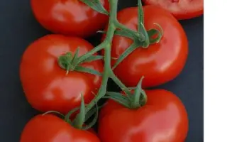 Komeett F1 / Комітт F1