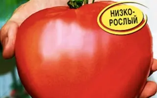 Compack / Компак