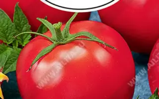 Kompliment / Комплімент