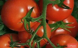 Complice / Компліс