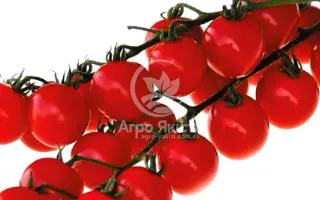 Conory / Конорі