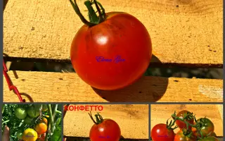 Confetto / Конфетто