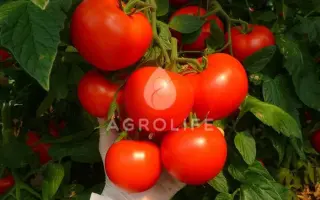 Corvinus / Корвінус