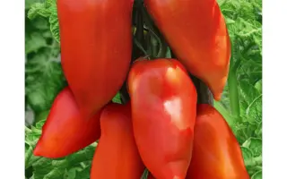 Cornabel / Корнабел