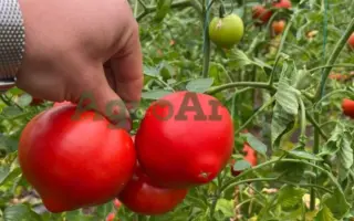 Costared / Костаред