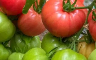 Kotito / Котіто