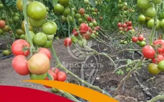 Xilaide No1 / Ксілад Но1