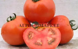 Lamantin / Ламантин