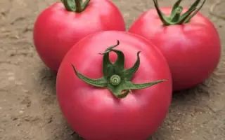 Lancang / Ланканг