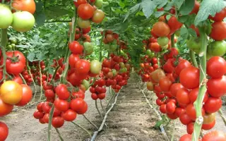 Lilos F1 / Лілос F1