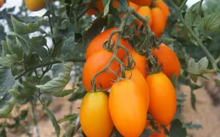 LORENZO / ЛОРЕНЗО