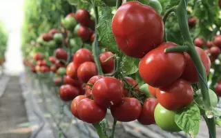 MACSIN / МАКСІН