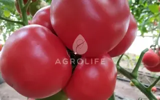 MALDUO / МАЛДУО