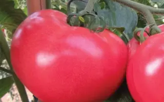 Malinka Star / Малинка Стар