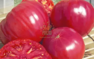 Малинове Віканте