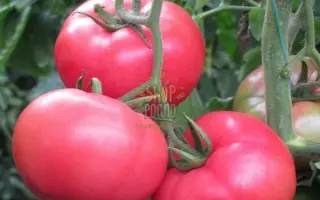 MAMSTON / МАМСТОН