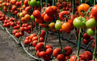 Manami / Манамі