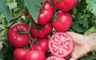 Manistella / Маністелла