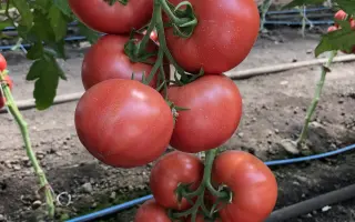 Manusa / Мануса