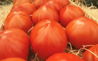 MASSON / МАССОН