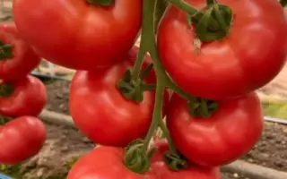 Masumi / Масумі