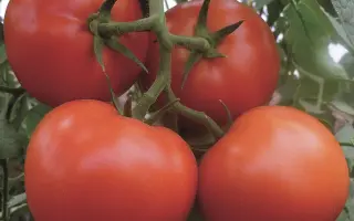 Matias / Матіас