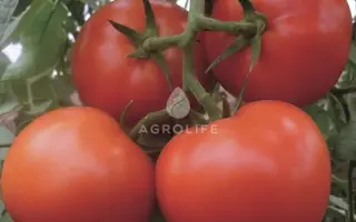 Matissimo / Матіссімо