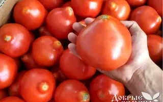 Mahitos / Махітос