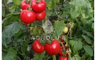 MELANET / МЕЛАНЕТ