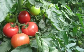 Melman / Мелман