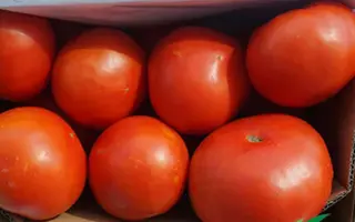 Mirsini F1 / Мірсіні F1