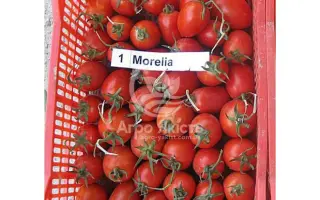 Morelia / Морелія