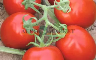 Mouna F1 / Муна F1