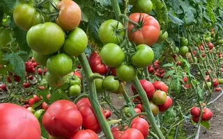 Nargiza / Наргіза